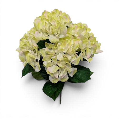 Pale Lime Hydrangea Bush
