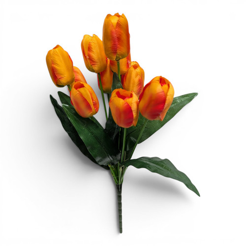Tulip Bush - Fiery Orange