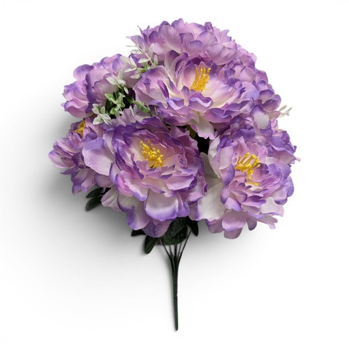 Purple Peony Bush