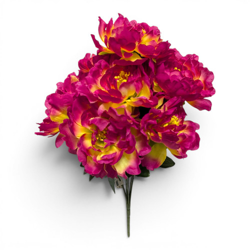 Beauty Pink Peony Bush with Yellow Accents