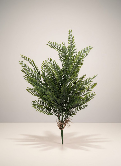 Boston Fern - Light Green