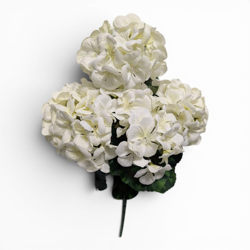 Cream Geranium Bush