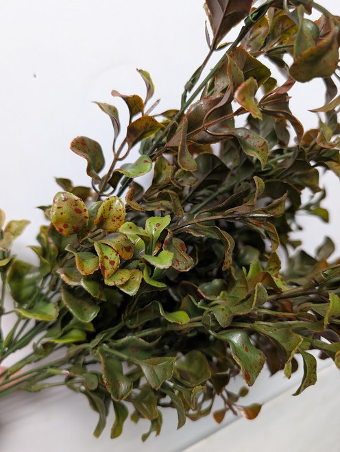 Tea Leaf Bush with Burgundy Splatter