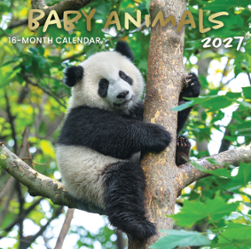 16-Month 2027 Wall Calendar - Baby Animals