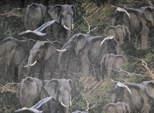 Packed African Elephants Wildlife Cotton Fabric