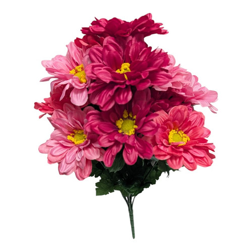 Shades of Pink Gerber Daisy Bush (Beauty Pink)