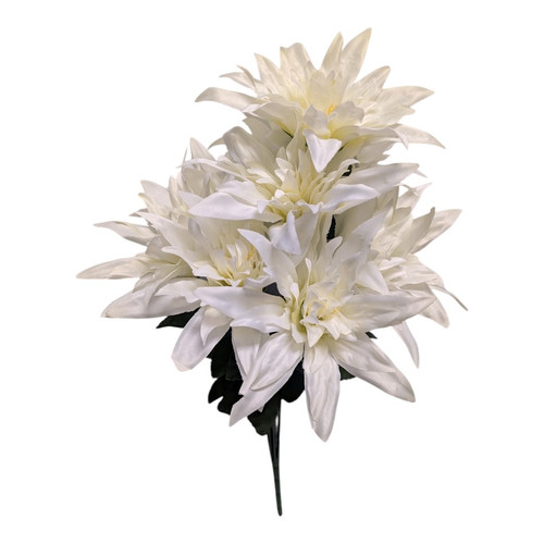 Cream Wild Dahlia Bush