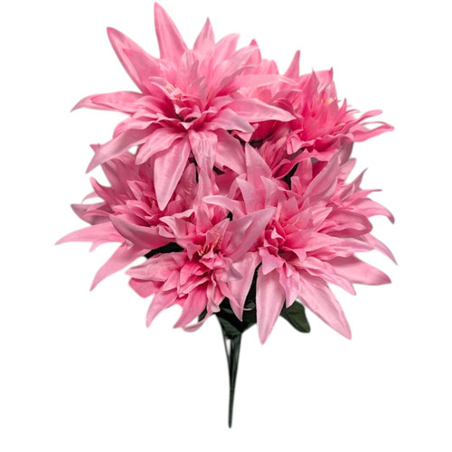 Pink Wild Dahlia Bush