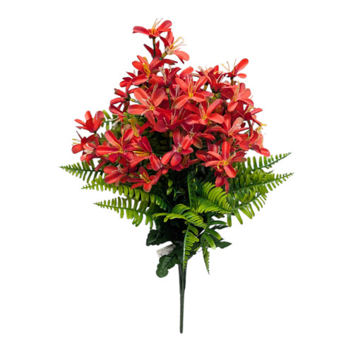 Red Tweedia Fern Bush