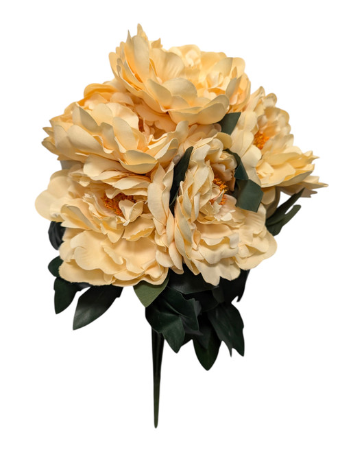 Almond Bartzilla Peony Bush