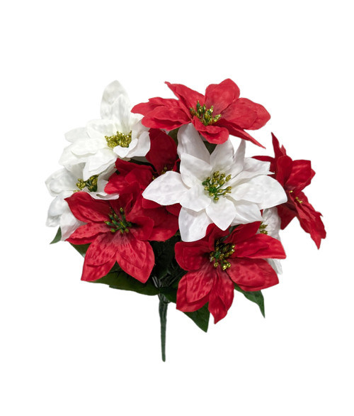 Crinkle Leaf Red & White Poinsettia Bush Crinkle Leaf Red & White Poinsettia Bush