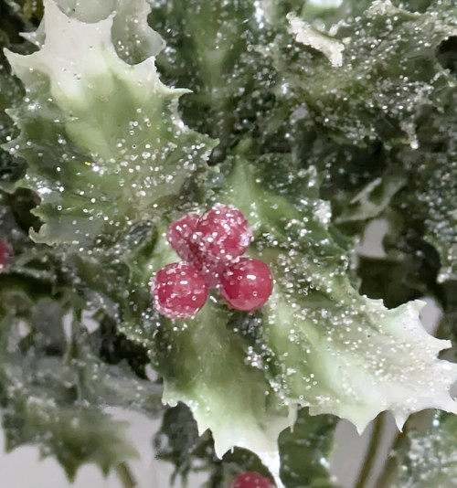 Iced Variegated Holly Bush with Berries Iced Variegated Holly Bush with Berries