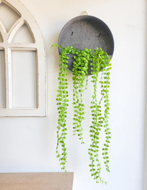 Greenery Hanging Bush - Baby Tears Pilea Depressa 35" Greenery Hanging Bush - Baby Tears Pilea Depressa 35"