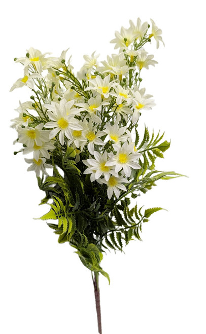 Mini Star Cream Daisies