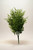 Smilax Greenery Bush