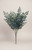 Blue Hemlock Bush