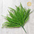 Dark Green Bead Grass Bush