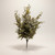 Rustic Olive Tea Leaf Bush