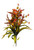 Orange Gypso & Berry Bush