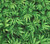 Marijuana Cannabis Leaf Green Cotton Fabric - NATURE-C3819 **Pre-order Only**