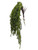 Green Trailing Tea Leaves Bush