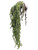 Frosted Green Trailing Tea Leaves Bush