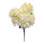 Cream Mum Bush