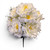 Cream Peony Bush