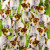 Jack Russell Terrier Packed Dogs Cotton Fabric