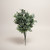 Sage Green Boxwood Bush