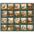 Forest, Field and Stream Wildlife Picture Patch Cotton Fabric