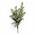 Cream Sedum Filler Bush