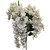 Cream Wisteria Bush