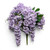 Lavender Full Wisteria Bush