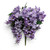Purple Full Wisteria Bush