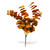 Velvety Burnt Orange Eucalyptus Bush