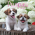 16-Month 2027 Wall Calendar - Puppies