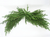 Norfolk Pine Christmas Swag 32"