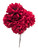 Red Ball Mums 