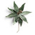 Large Sage Green Velvet Poinsettia Stem with Shapeable Leaves