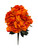 Orange Bartzilla Peony Bush