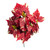 Red & Cream Variegated Poinsettia Bush