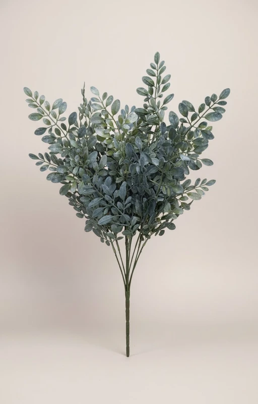 Blue Hemlock Bush