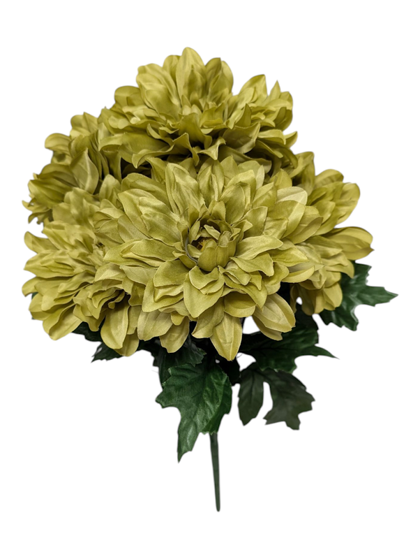 Lime Green Dahlia Bush