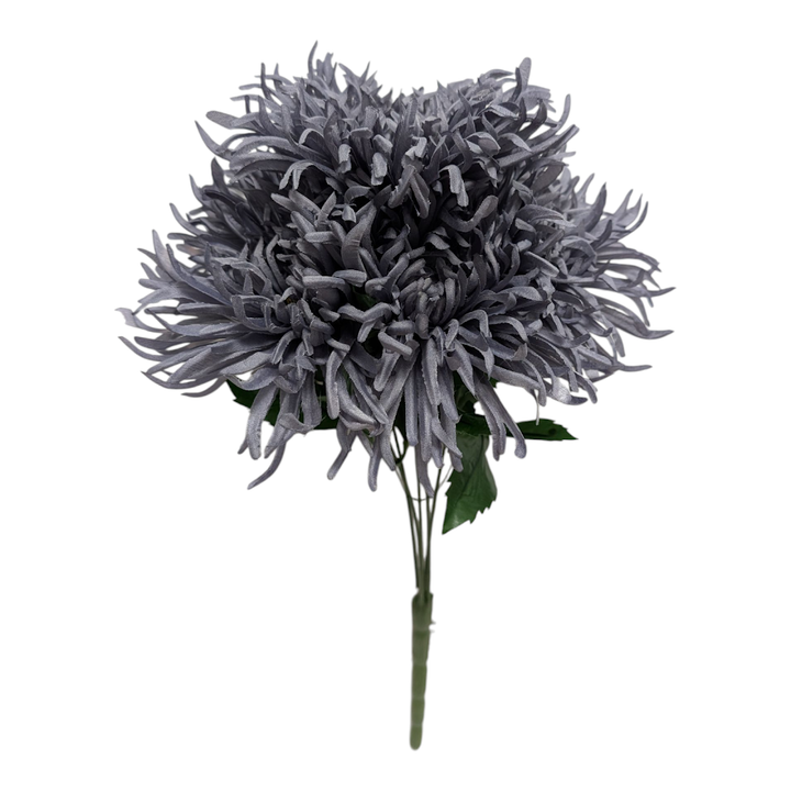 Dusty Blue Spider Mums