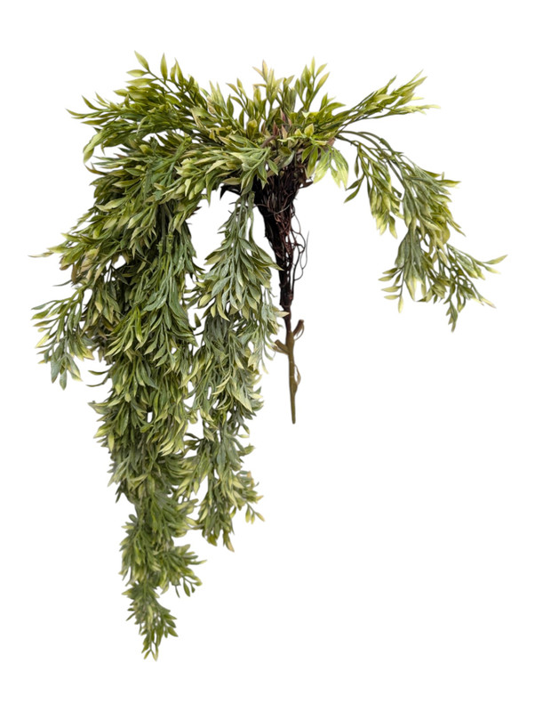 Variegated Trailing Succulent Bush