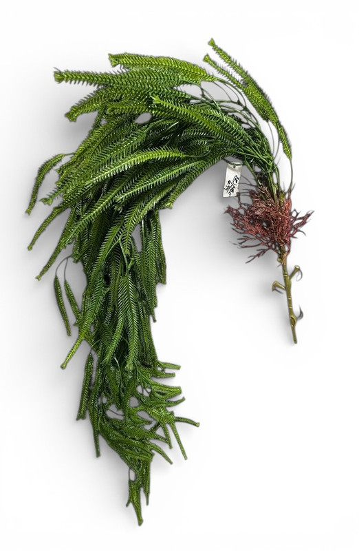 32" Feathered Moss Hanging Bush - Deep Green with Mauve Accents