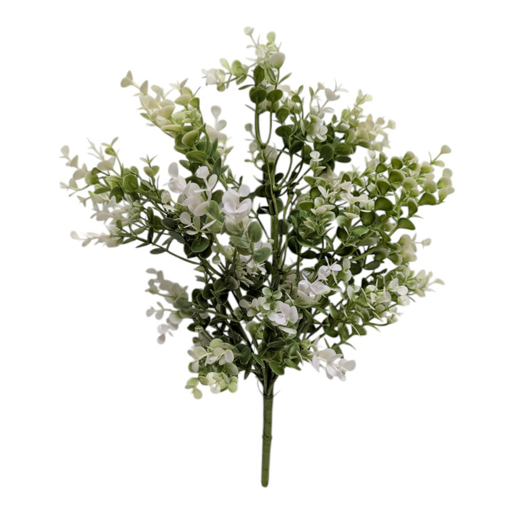 Sage Baby Eucalyptus Bush with Creamy White Highlights