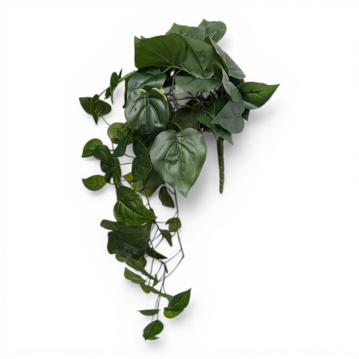 Heartleaf Philodendron Hanging Bush (Trailing Ivy Drooper)