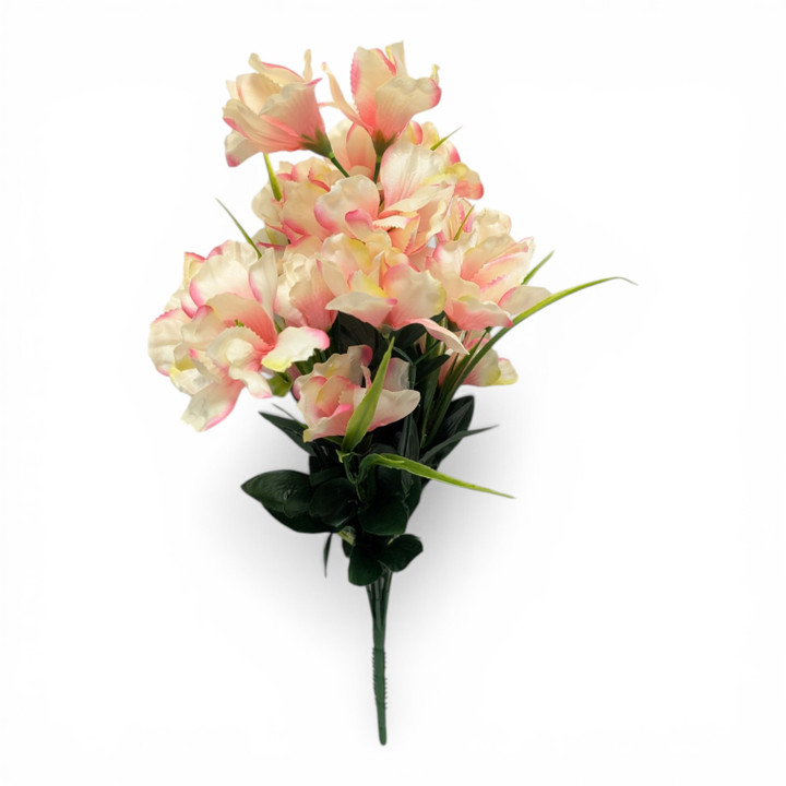 Pink & Cream Iris Bush